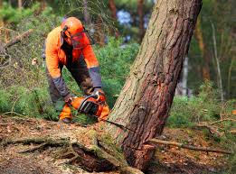 Best Tree Cabling and Bracing  in North Fort Lewis, WA