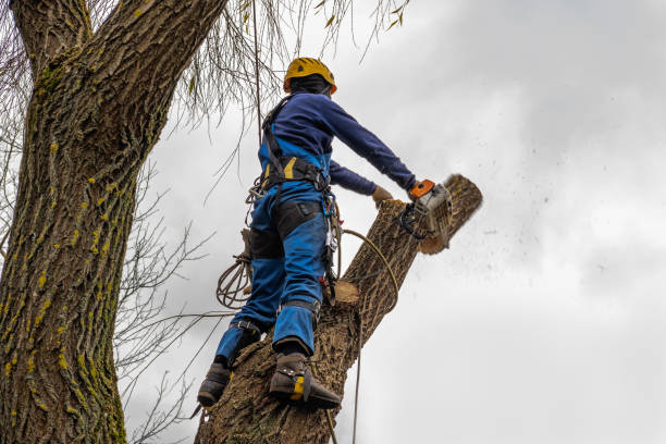 Best Lawn Pest Prevention  in North Fort Lewis, WA