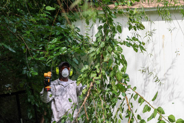 Best Arborist Consultation Services  in North Fort Lewis, WA