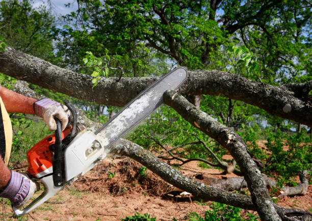 Best Tree Trimming and Pruning  in North Fort Lewis, WA