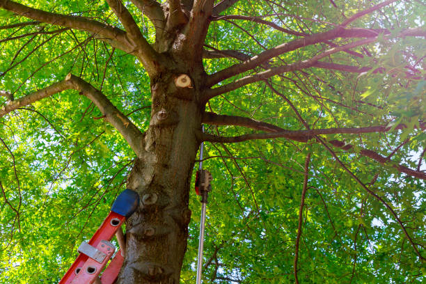 Best Tree Disease Treatment  in North Fort Lewis, WA